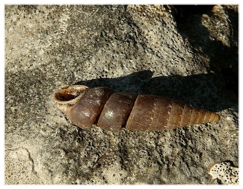 Siciliaria gibbula con anomalia......